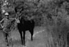 Snow Koonce with his mule. Photo taken Feb 1955 in Jonesboro, Jackson Parish, Louisiana.<br>Source: 