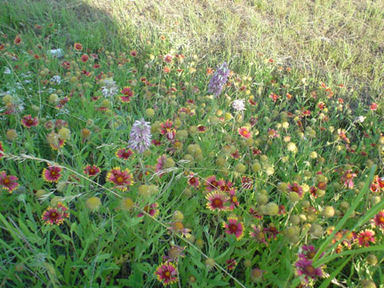 Wildflowers!